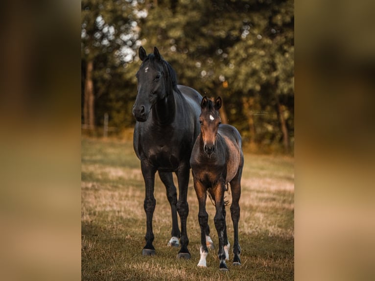 Westphalian Mare 4 years 15.2 hh Brown in Wenden