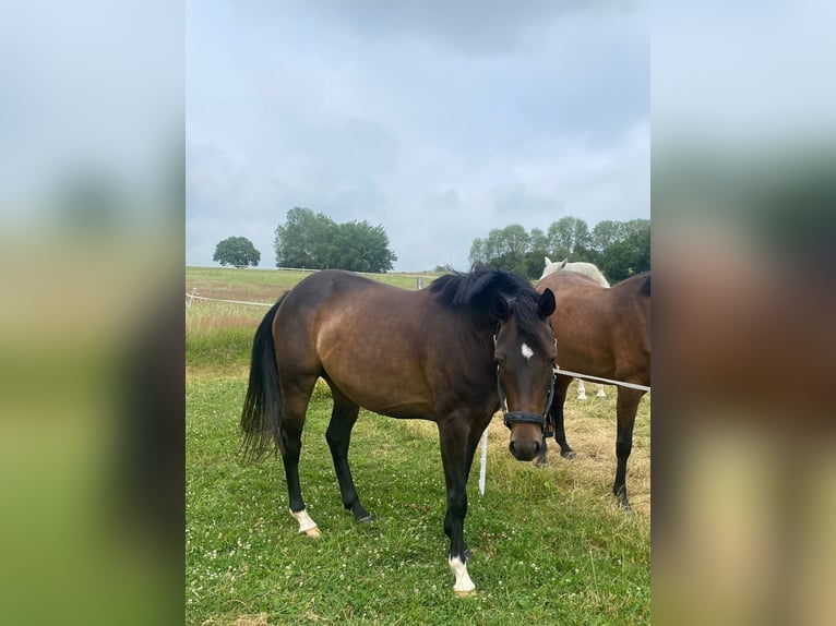 Westphalian Mare 4 years 15.2 hh Brown in Wenden