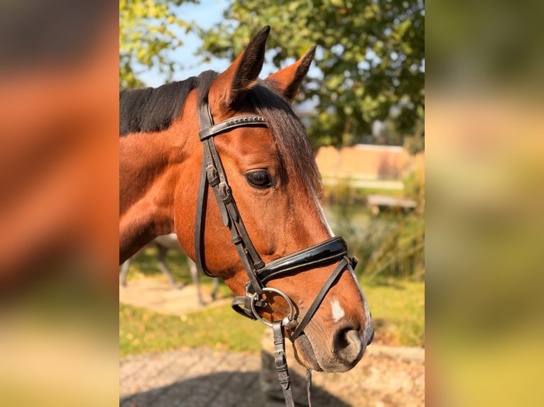 Westphalian Mare 4 years 15.2 hh Brown in Altenberge