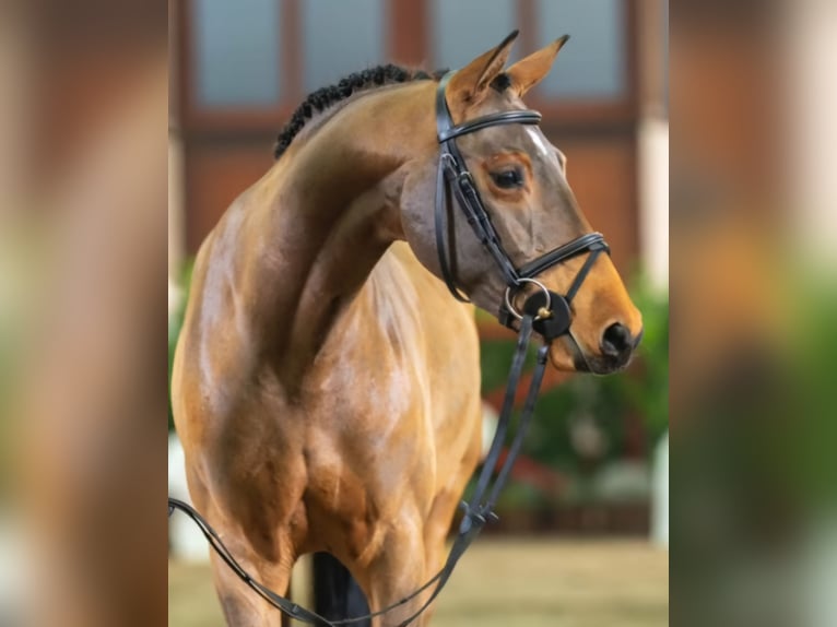 Westphalian Mare 4 years 15,2 hh Brown in Delbrück