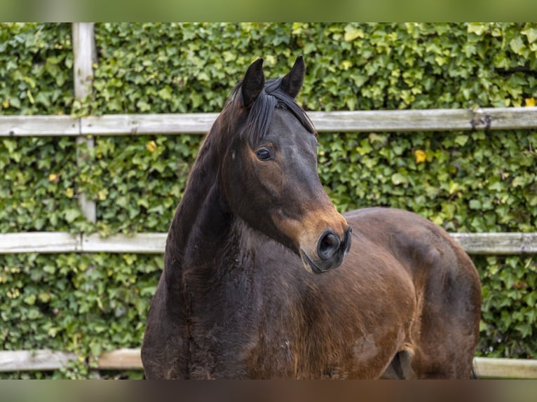 Westphalian Mare 4 years 15.2 hh Brown in Waddinxveen