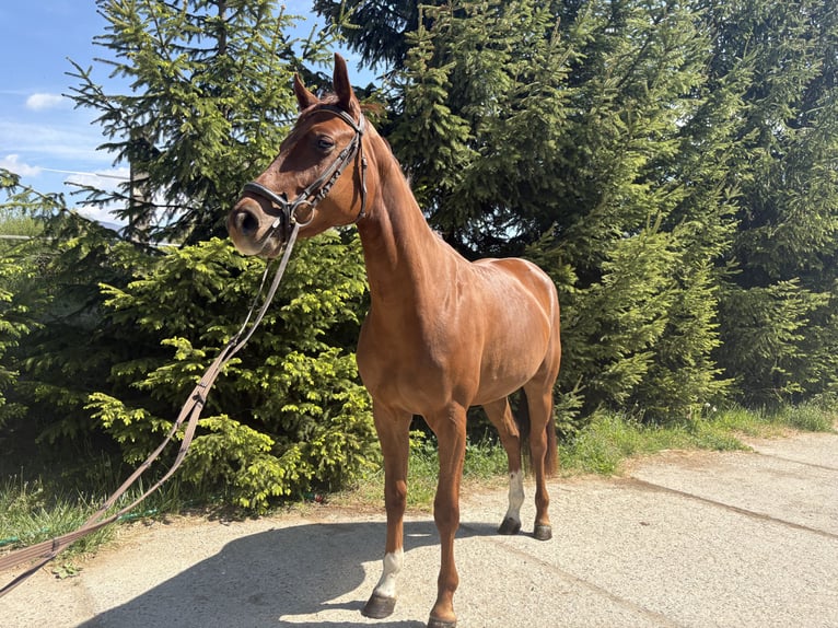 Westphalian Mare 4 years 15.2 hh Chestnut in Martin