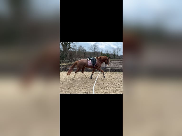 Westphalian Mare 4 years 15,2 hh Chestnut-Red in Hünxe