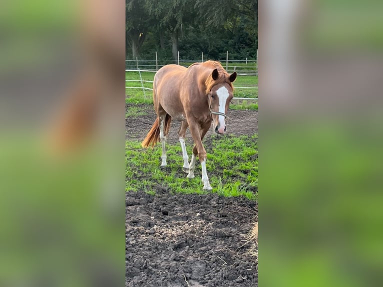 Westphalian Mare 4 years 15,2 hh Chestnut-Red in Hünxe