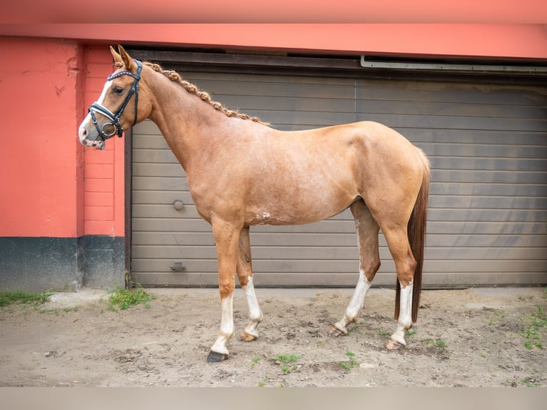 Westphalian Mare 4 years 15,2 hh Chestnut-Red in Hünxe