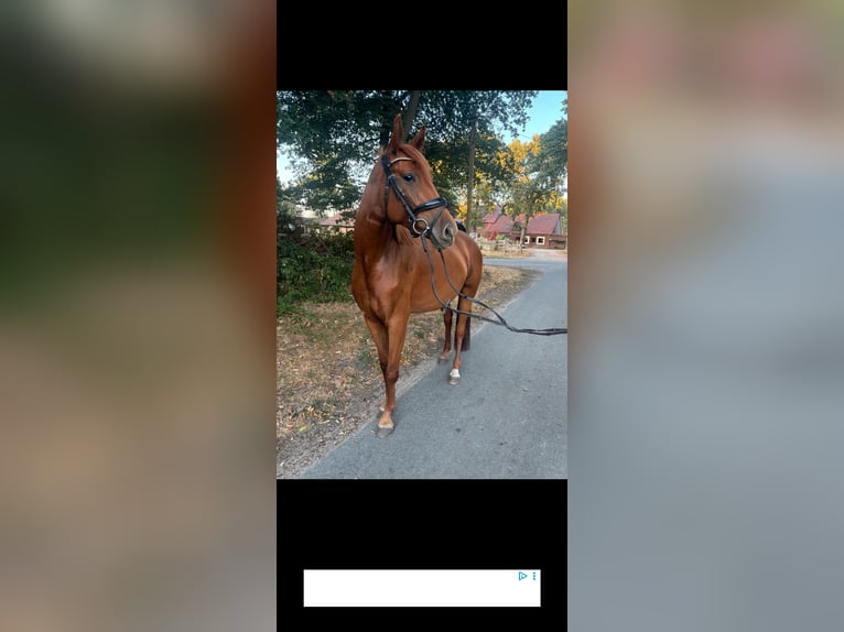 Westphalian Mare 4 years 15.2 hh Chestnut-Red in Olfen