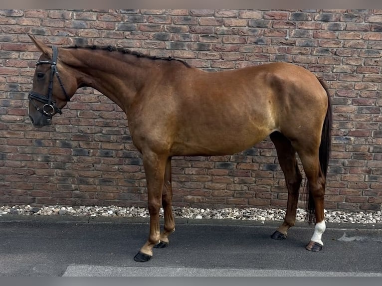 Westphalian Mare 4 years 15.2 hh Chestnut in Niederkassel