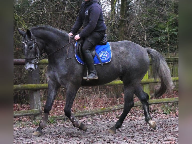 Westphalian Mare 4 years 15.2 hh  in Dorsten
