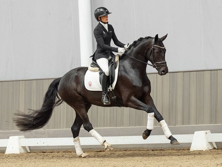 Westphalian Mare 4 years 15.2 hh Smoky-Black in Münster-Handorf