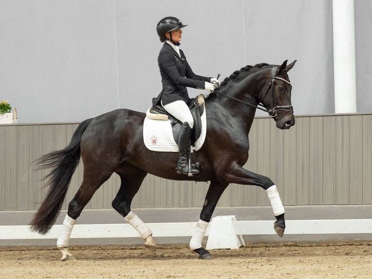 Westphalian Mare 4 years 15.2 hh Smoky-Black in Münster-Handorf