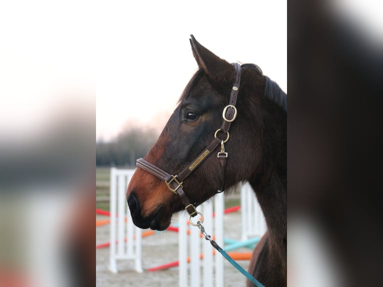 Westphalian Mare 4 years 15,3 hh Bay-Dark in Glandorf