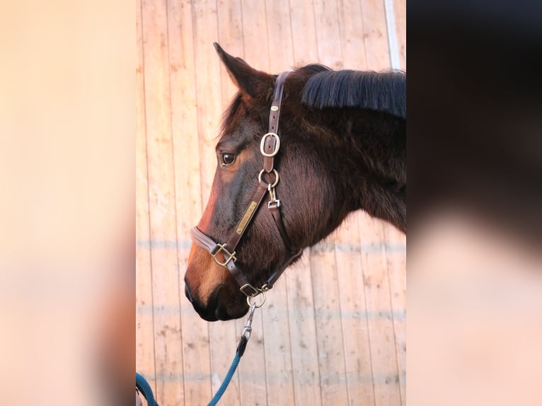 Westphalian Mare 4 years 15,3 hh Bay-Dark in Glandorf