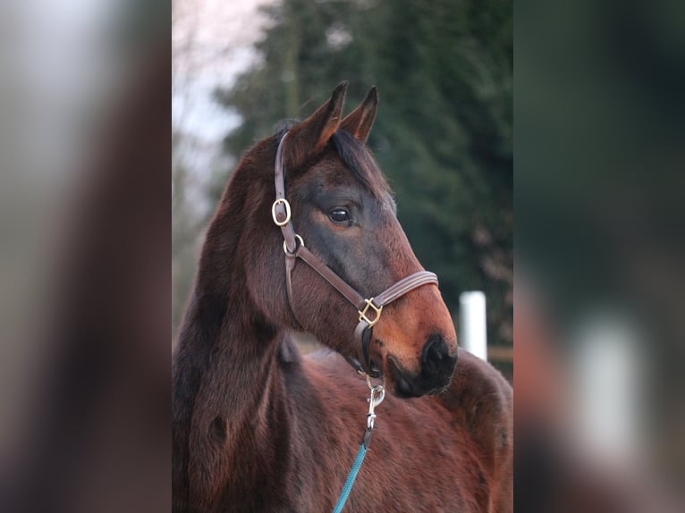 Westphalian Mare 4 years 15,3 hh Bay-Dark in Glandorf