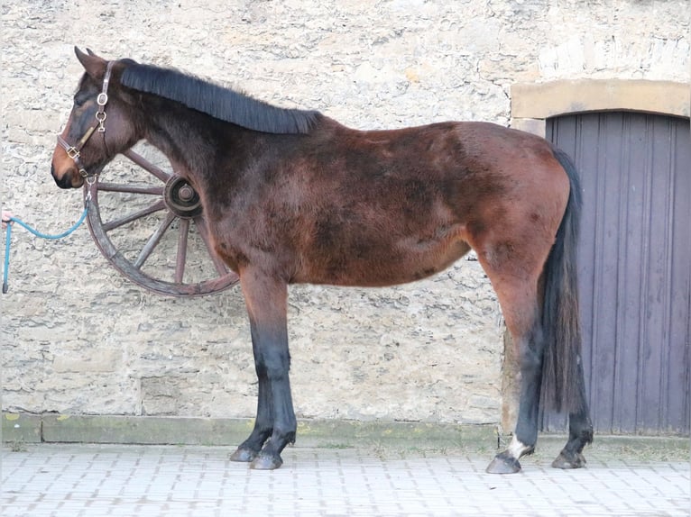 Westphalian Mare 4 years 15,3 hh Bay-Dark in Glandorf