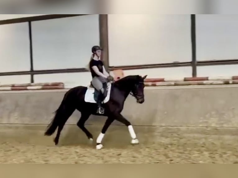 Westphalian Mare 4 years 15.3 hh Brown in Münster