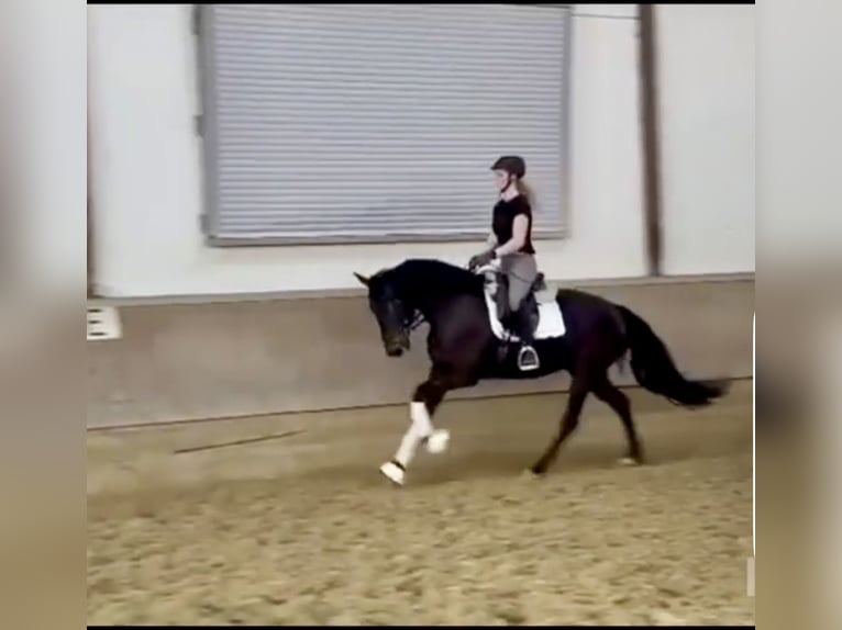 Westphalian Mare 4 years 15.3 hh Brown in Münster