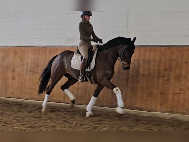 Westphalian Mare 4 years 15,3 hh Brown in Lippetal