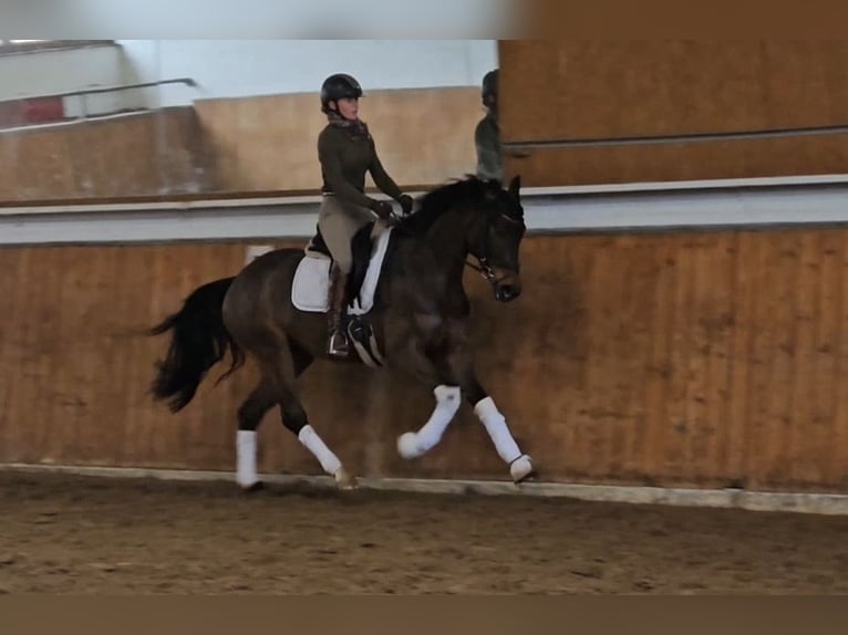 Westphalian Mare 4 years 15,3 hh Brown in Lippetal