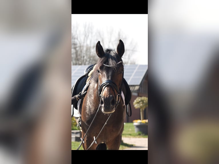 Westphalian Mare 4 years 15,3 hh Brown in Lippetal