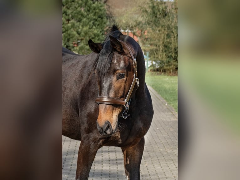 Westphalian Mare 4 years 15,3 hh Brown in Lippetal