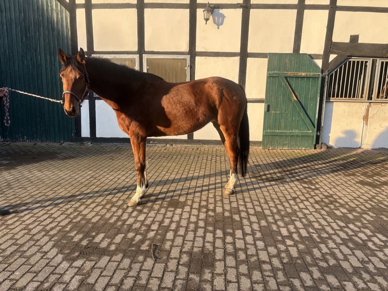 Westphalian Mare 4 years 15,3 hh Brown in Bönen