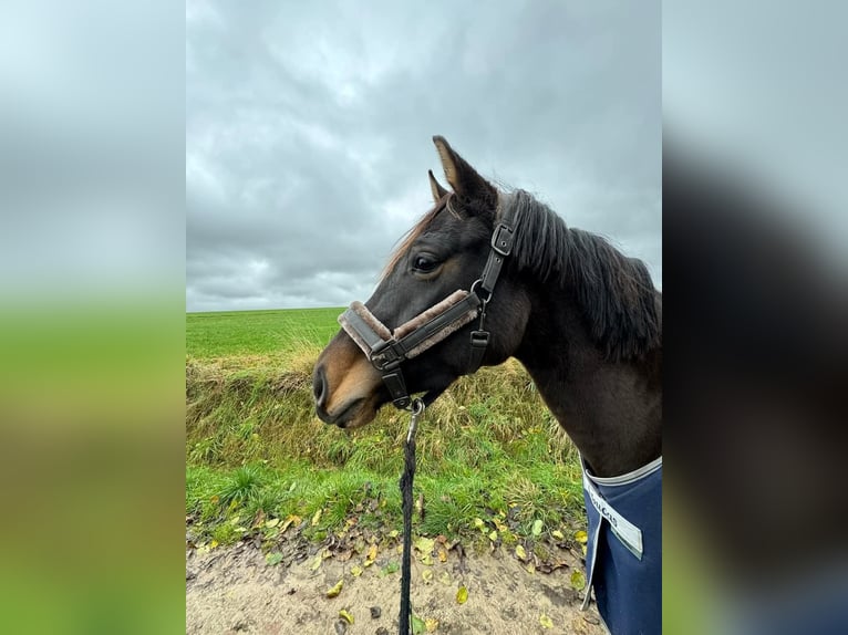 Westphalian Mare 4 years 15,3 hh Brown in Vlotho