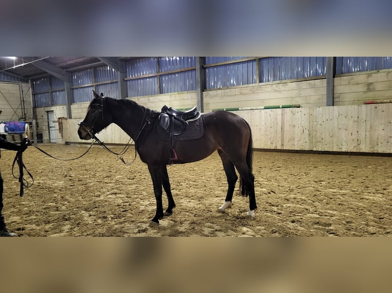 Westphalian Mare 4 years 15,3 hh Brown in Vlotho