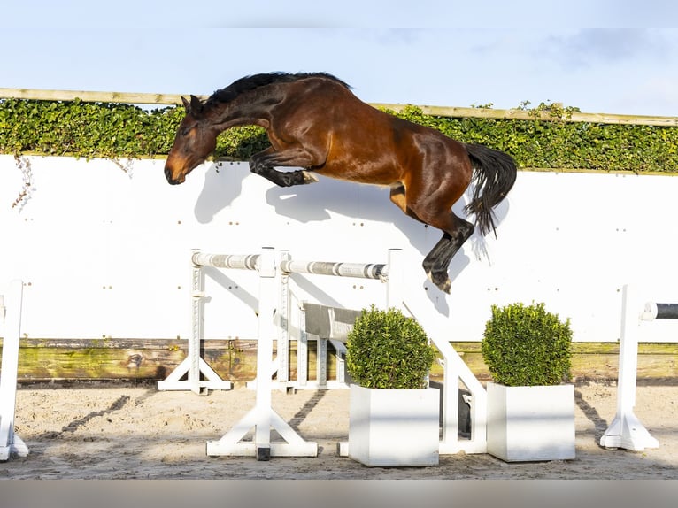 Westphalian Mare 4 years 15.3 hh Brown in Waddinxveen