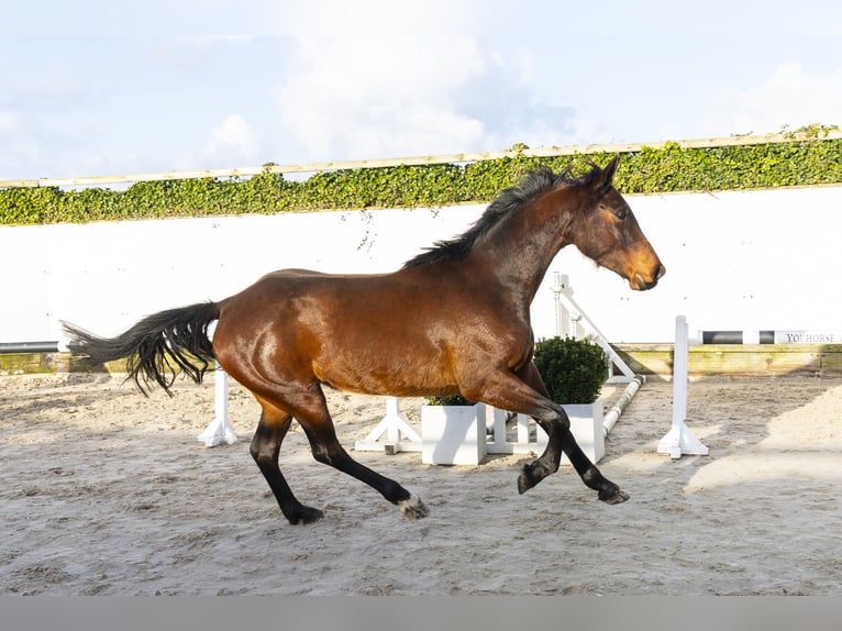 Westphalian Mare 4 years 15.3 hh Brown in Waddinxveen