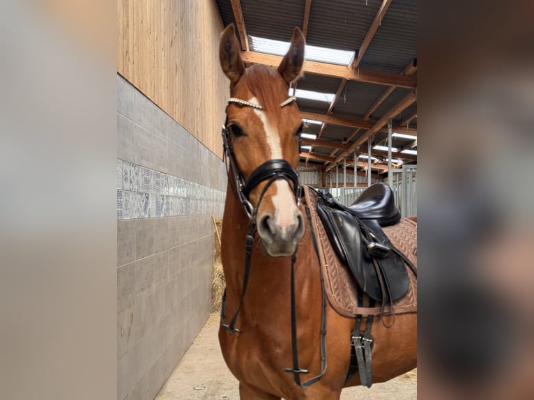 Westphalian Mare 4 years 15.3 hh Chestnut-Red in Nordleda