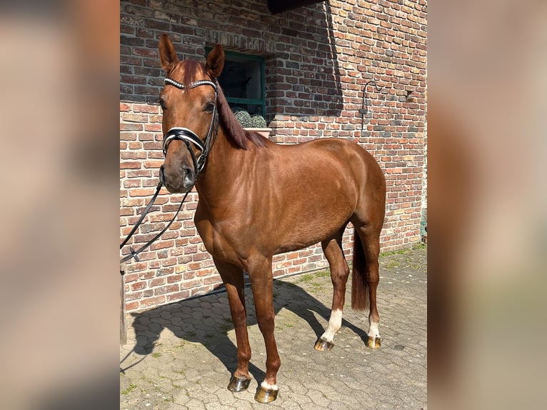 Westphalian Mare 4 years 15.3 hh Chestnut-Red in Köln