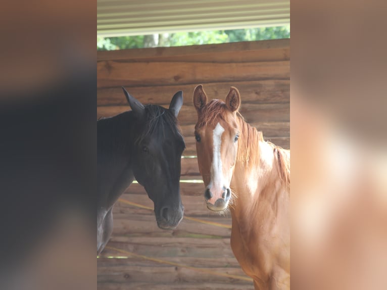 Westphalian Mare 4 years 15,3 hh Chestnut-Red in Winsen (Aller)