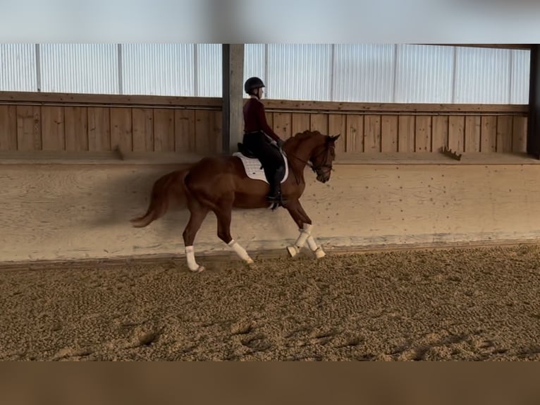 Westphalian Mare 4 years 15,1 hh Chestnut-Red in Rosenheim