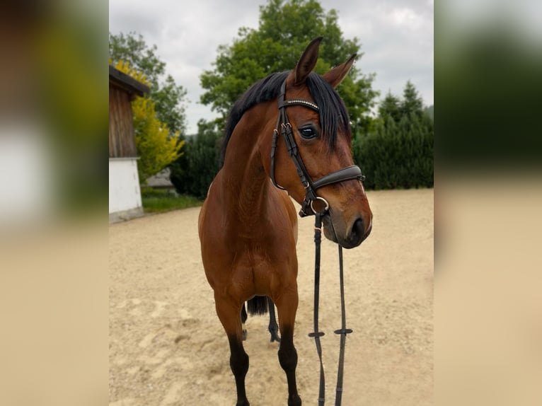 Westphalian Mare 4 years 15,2 hh Brown in Olsberg