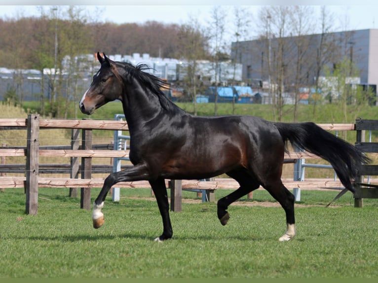 Westphalian Mare 4 years 15,2 hh Brown in Wenden