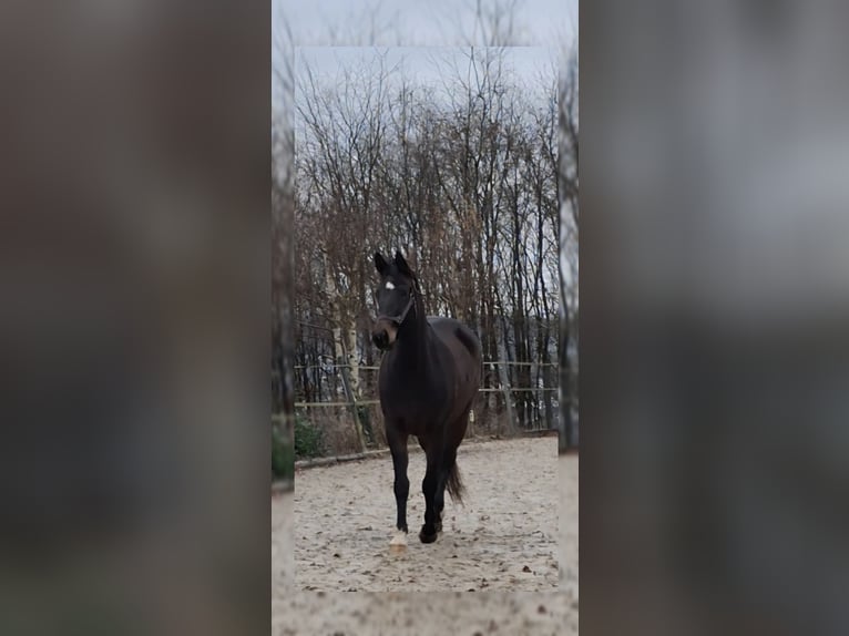 Westphalian Mare 4 years 15,2 hh Brown in Wenden