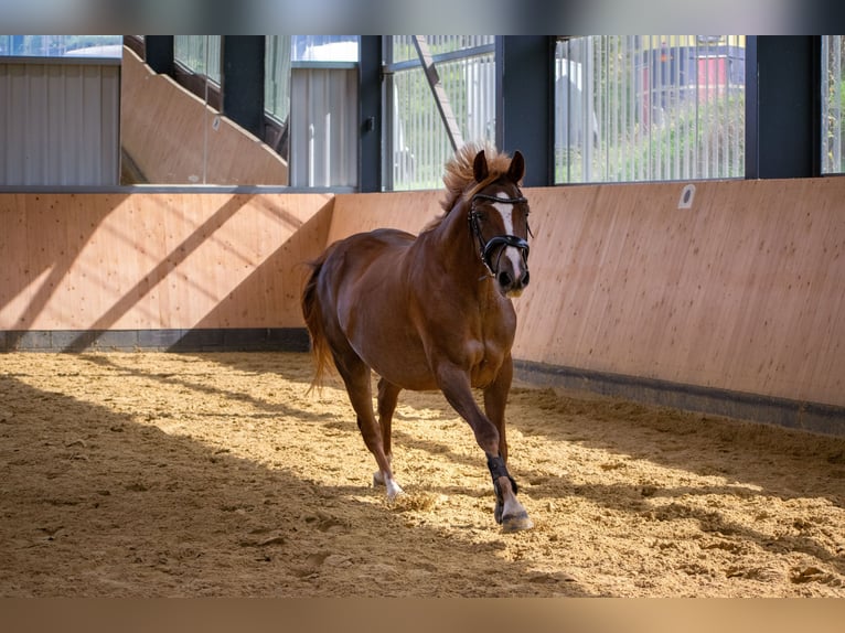 Westphalian Mare 4 years 15,2 hh Chestnut in K&#xFC;rten