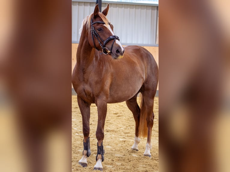Westphalian Mare 4 years 15,2 hh Chestnut in K&#xFC;rten