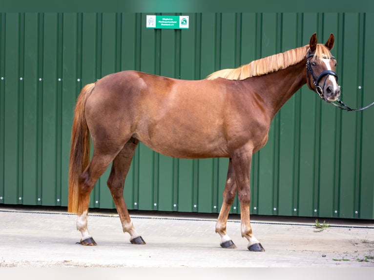 Westphalian Mare 4 years 15,2 hh Chestnut in K&#xFC;rten
