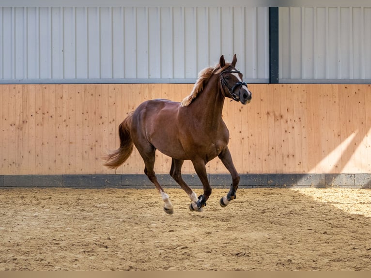 Westphalian Mare 4 years 15,2 hh Chestnut in K&#xFC;rten