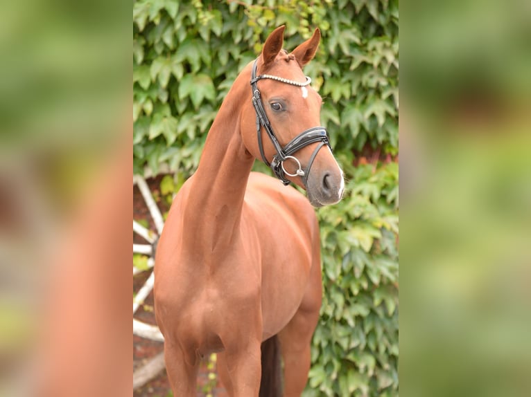 Westphalian Mare 4 years 15,2 hh Chestnut-Red in Rheda-Wiedenbr&#xFC;ck