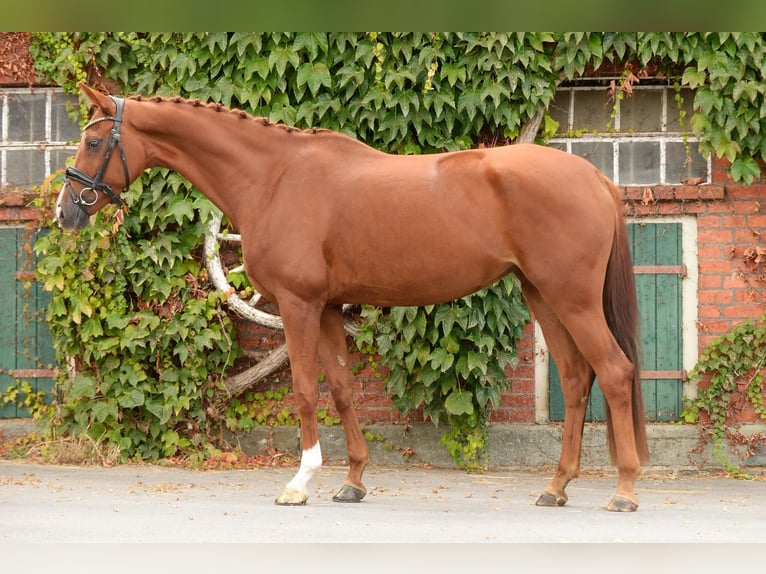 Westphalian Mare 4 years 15,2 hh Chestnut-Red in Rheda-Wiedenbr&#xFC;ck