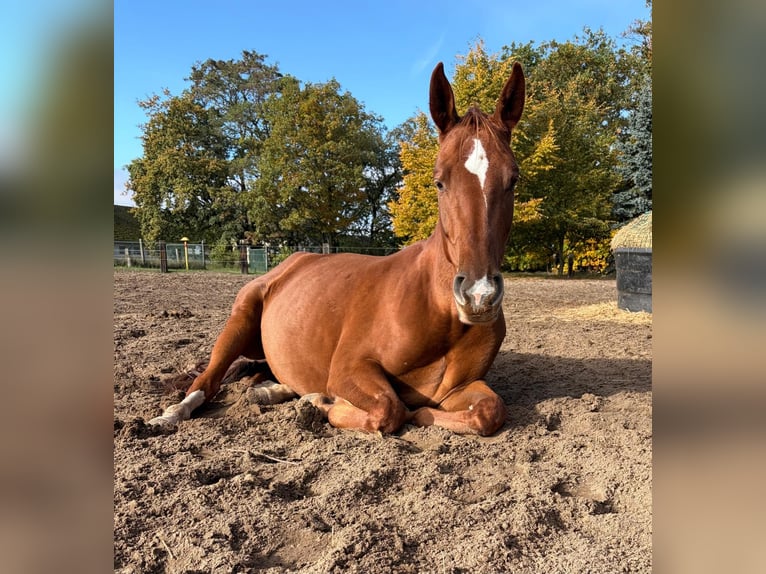 Westphalian Mare 4 years 15,2 hh Chestnut-Red in Schönwalde