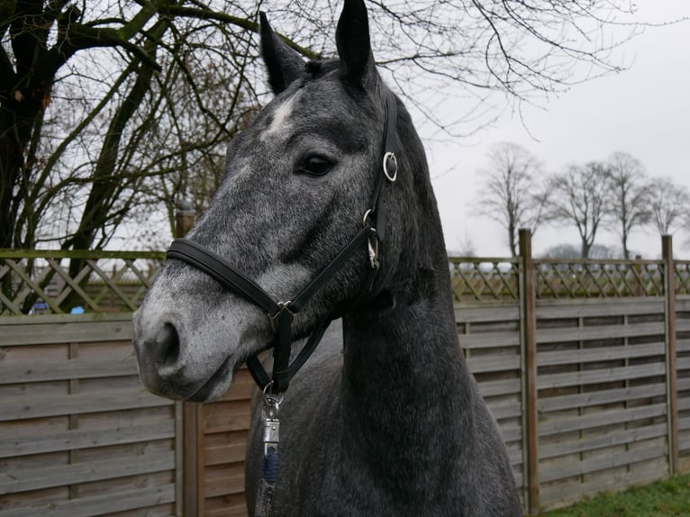 Westphalian Mare 4 years 15,2 hh  in Dorsten