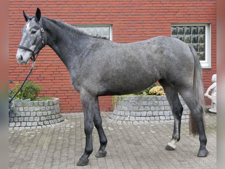 Westphalian Mare 4 years 15,2 hh  in Dorsten