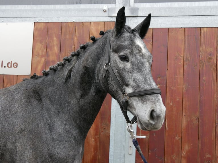 Westphalian Mare 4 years 15,2 hh  in Dorsten