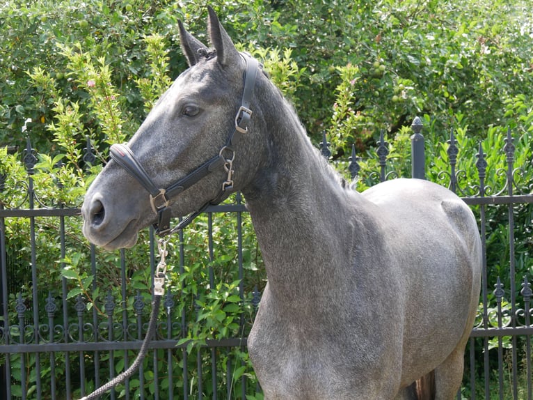 Westphalian Mare 4 years 15,2 hh in Dorsten