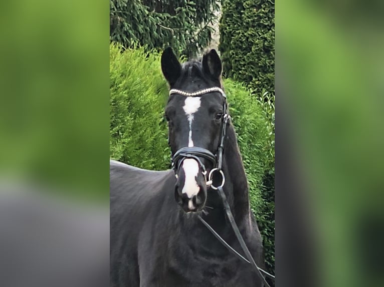 Westphalian Mare 4 years 15,3 hh Black in Ruppichteroth