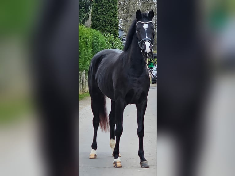 Westphalian Mare 4 years 15,3 hh Black in Ruppichteroth