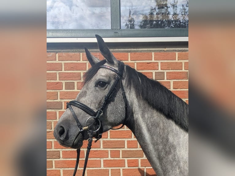 Westphalian Mare 4 years 15,3 hh Grey in Altenberge